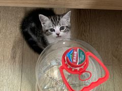 -喵zoo家庭繁育猫舍(尖东智能花园店)