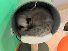 -李小姐の猫咖啡馆(五角场店)