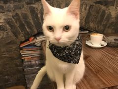 -猫色咖啡·猫咖
