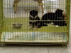 -柴犬小屋·柴餐厅·狗咖食堂(金鼎广场店)