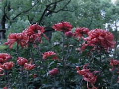 -上海共青森林公园