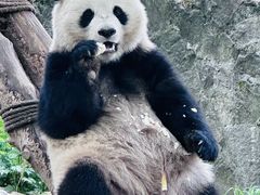 -都江堰中华大熊猫苑