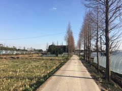 -青浦采草莓天天草莓园