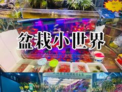 -曲阳花鸟市场(曲阳路店)