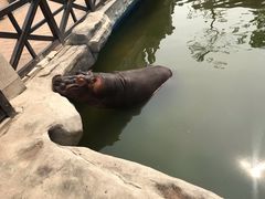 -灵玲国际马戏城