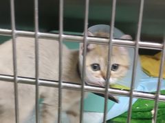 -艾贝尔宠物诊疗