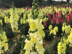 -松山湖梦幻百花洲