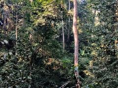 -西双版纳原始森林公园
