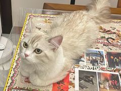 -猫大福·Fortune Cat猫舍(百子湾店)