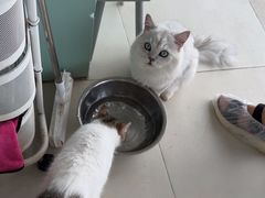 -怪兽屋·羊驼·猫咖·狗咖(俊华广场店)