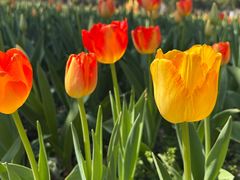 -桔子酒店(上海西藏北路地铁站店)