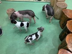-藦茜花园宠物主题亲子互动体验馆(国顺东路店)