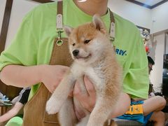 -逗柴咖啡屋·狗咖猫咖宠物桌游