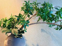 -阿嬷手作(深圳万象天地店)