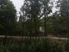 -白水寺森林公园
