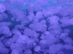 -重庆欢乐海底世界