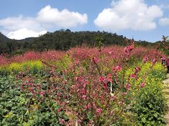-广州市石门国家森林公园