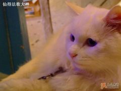 -Babycat私家御饼屋(龙头路一店)