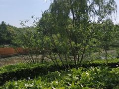 -圩墩遗址公园