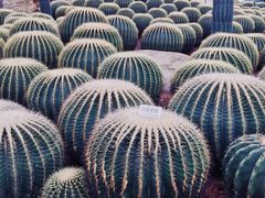 -南通洲际绿博园