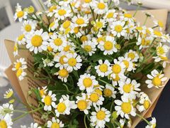 -循礼门鲜花花市(武汉循礼门店)