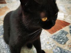 -喵屿·大理花园猫咖