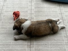 -艾贝尔宠物医院 ·内科全科(梁溪路店)