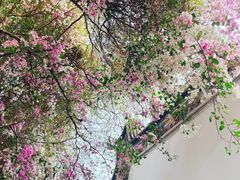 -深圳国际园林花卉博览园