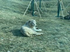 -北京野生动物园