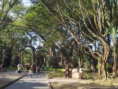 -瑞丽独树成林风景区