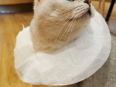 -滚猫咖啡·猫咖·猫友好撸猫(未来城店)