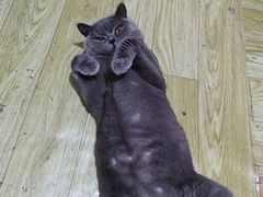 -芭比堂爱心动物医院(柯桥康爱分院)