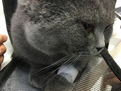 -纳吉亚猫专科动物诊疗中心(蒋宅口分院)
