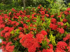 -深圳国际园林花卉博览园