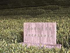 -龙坞茶村