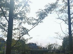 -铁山坪森林公园