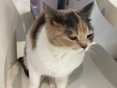 -喵的天空名猫咖啡馆·撸猫·猫舍·用品