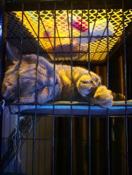 -飛凡TATTOO纹身•原创