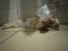 -爱诺耐芙动物医院(万博店)