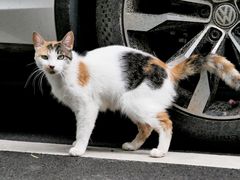 -上海幻维数码创意科技有限公司