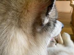 -Husky Go! 哈士奇体验馆·宠物咖啡厅狗咖