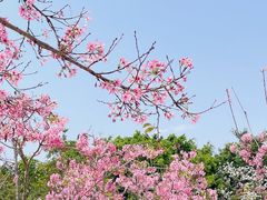 -聚龙山公园