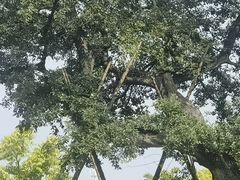 -良渚古城遗址公园