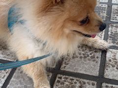 -熊小胖宠物生活馆(天华园店)