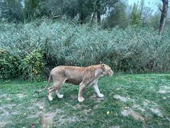 -北京野生动物园