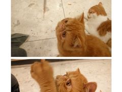 -飞行喵MR PILOT|猫舍·猫咖(静安大融城店)