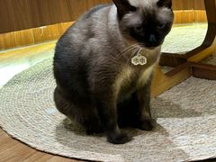 -有猫主题·治愈系猫咖(曾厝垵店)