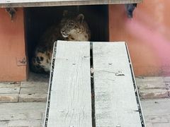 -青藏高原野生动物园