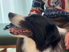 -帕帕拉兹宠物(亚洲旗舰店)