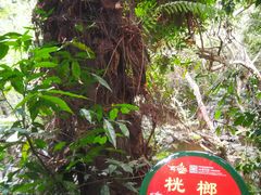 -呀诺达热带雨林